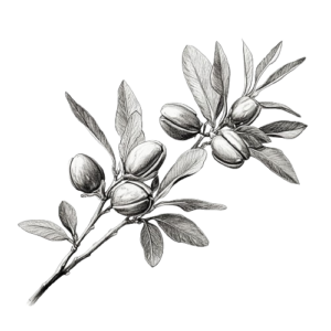 Jojoba Oil